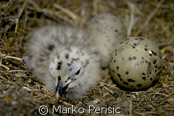 As its sibling waits the next Gull in the egg on the righ... by Marko Perisic 